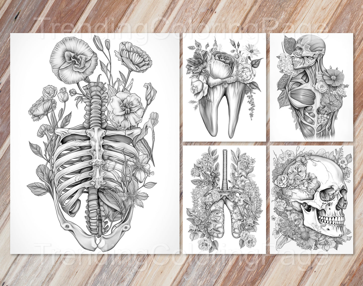 20 Floral Anatomy Grayscale Coloring Pages - Instant Download - Printable PDF Dark/Light