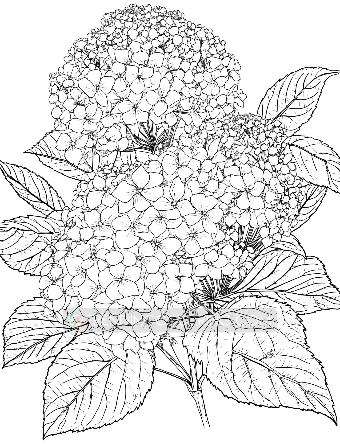 101 Floral Charm Coloring Pages - Instant Download - Printable – preview 8