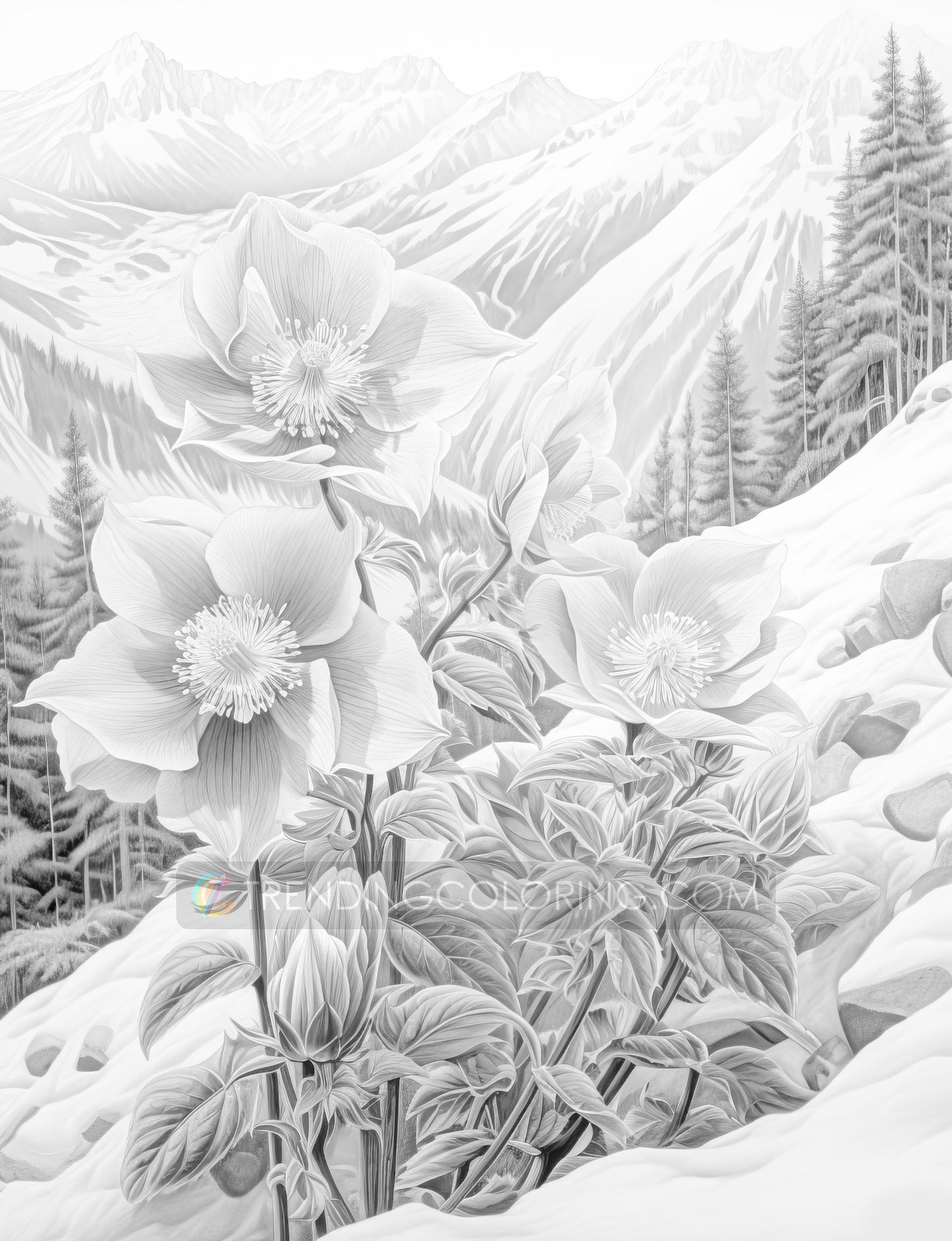 70 Winter Flower Grayscale Coloring Pages - Instant Download - Printable PDF Dark/Light