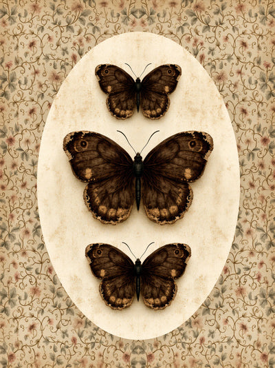 Butterfly Specimen Wall Art Decor