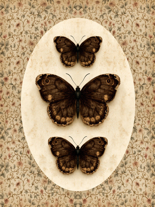Butterfly Specimen Wall Art Decor