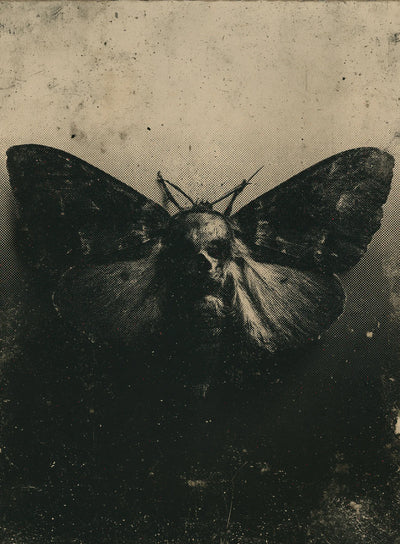 Moth Dark Academia Wall Art Decor