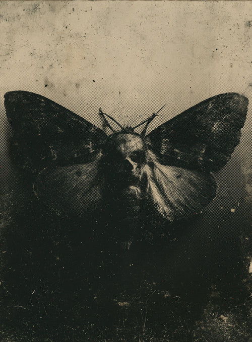 Moth Dark Academia Wall Art Decor